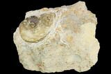 Ammonite Fossil - Boulemane, Morocco #122436-1